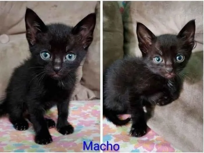 Gato ra a SRD-ViraLata idade 2 a 6 meses nome Pretinho