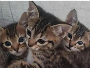 Gato raça SRD-ViraLata idade 2 a 6 meses nome Sem nome