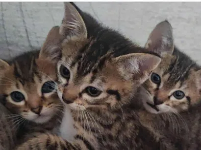 Gato raça SRD-ViraLata idade 2 a 6 meses nome Sem nome