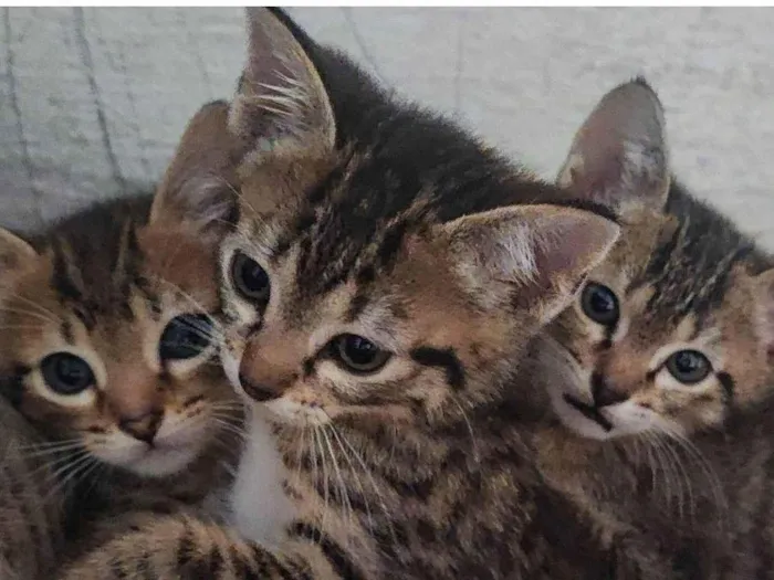 Gato raça SRD-ViraLata idade 2 a 6 meses nome Sem nome