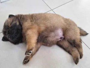 Cachorro raça Chow Chow idade Abaixo de 2 meses nome Kenai