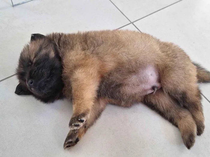 Cachorro raça Chow Chow idade Abaixo de 2 meses nome Kenai