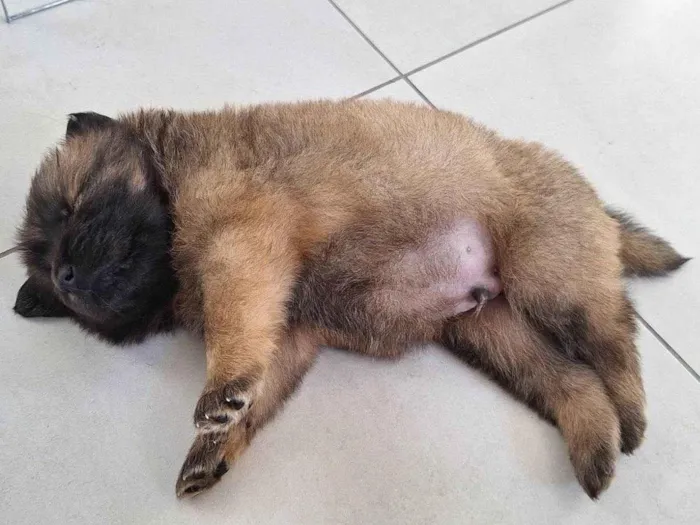 Cachorro raça Chow Chow idade Abaixo de 2 meses nome Kenai