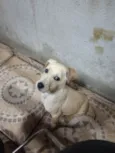 Cachorro raça SRD-ViraLata idade 2 a 6 meses nome Ravi 