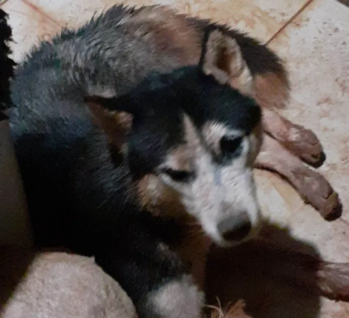 Cachorro raça Husky Siberiano idade 1 ano nome Husky siberiano