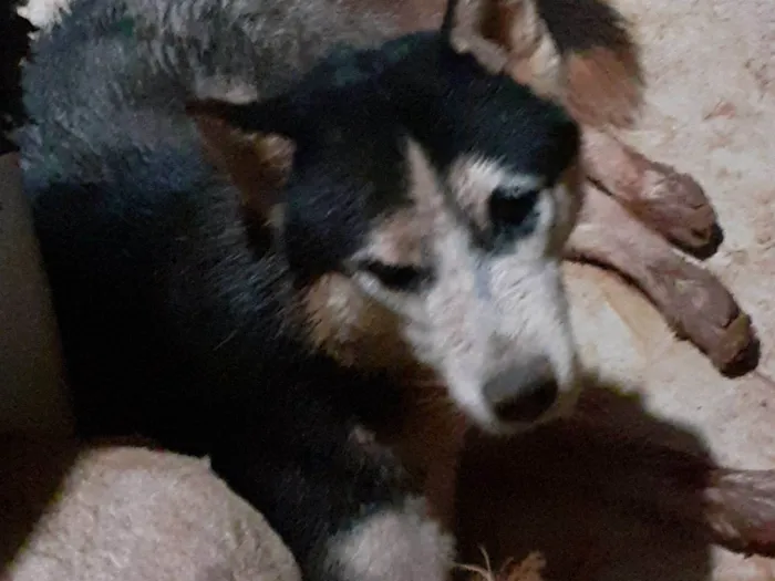 Cachorro raça Husky Siberiano idade 1 ano nome Husky siberiano