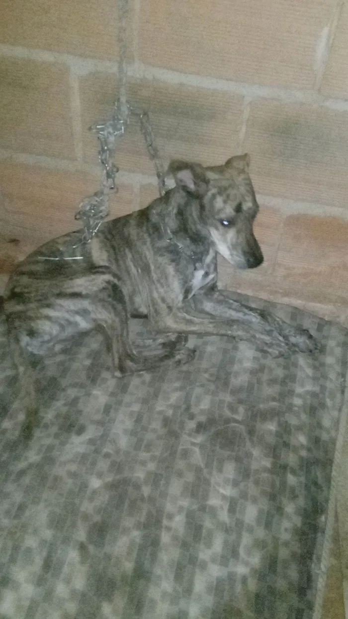 Cachorro raça Labrador idade 7 a 11 meses nome Dorati