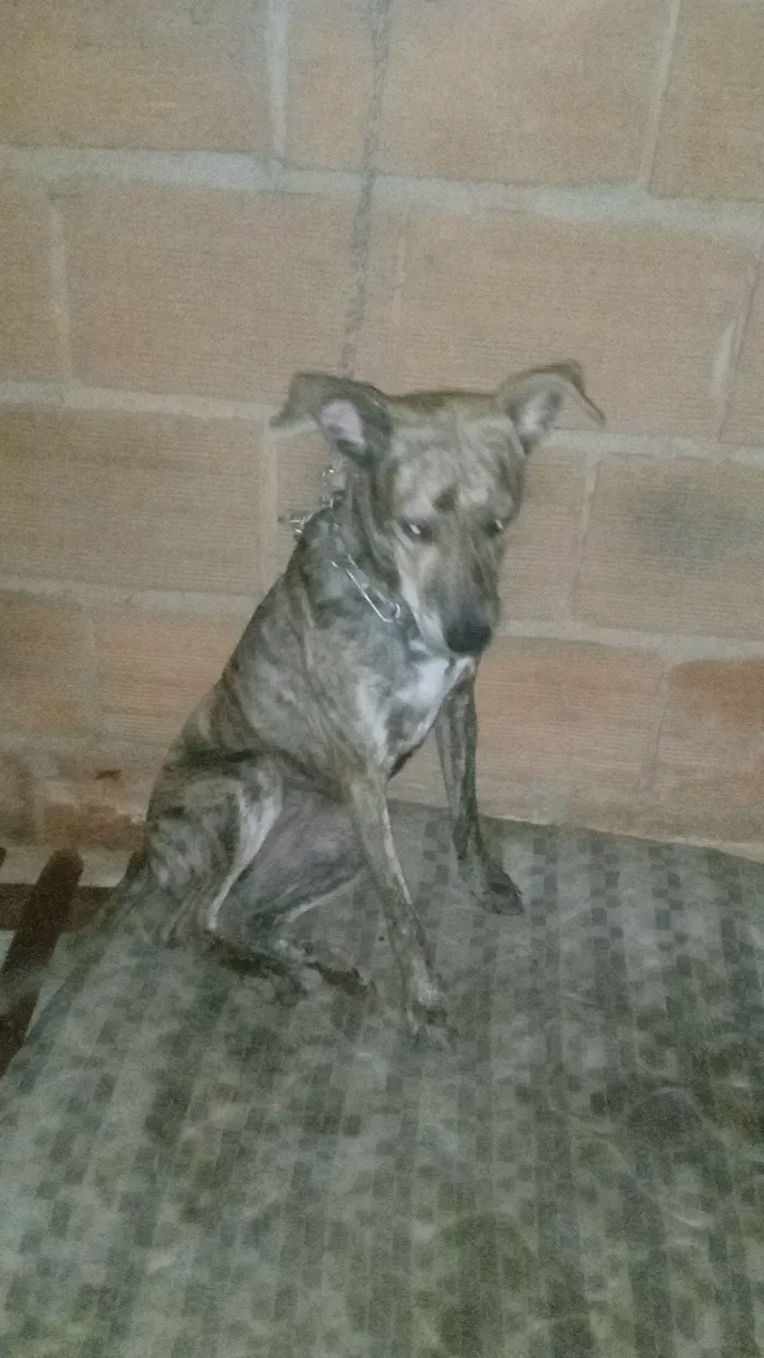 Cachorro raça Labrador idade 7 a 11 meses nome Dorati