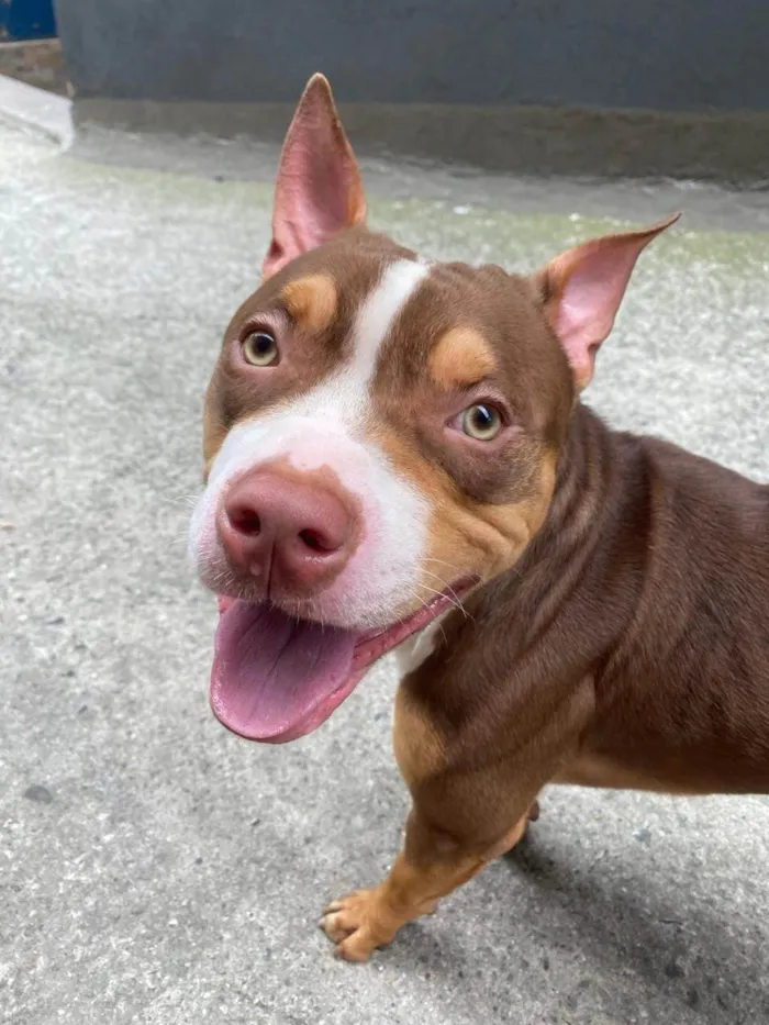 Cachorro raça Pit-Bull idade 1 ano nome Choco