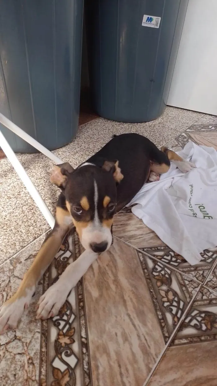 Cachorro raça SRD-ViraLata idade 4 anos nome Cadelinha para doação