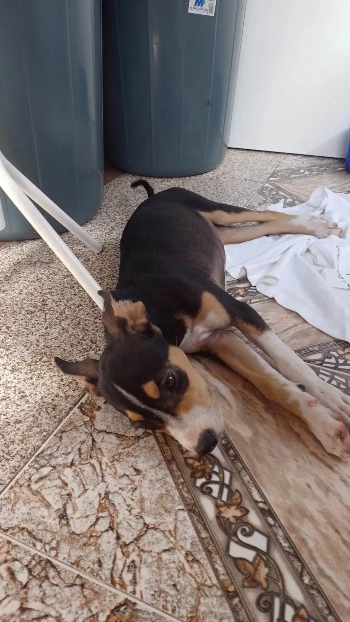 Cachorro raça SRD-ViraLata idade 4 anos nome Cadelinha para doação