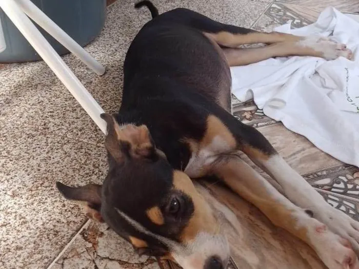 Cachorro raça SRD-ViraLata idade 4 anos nome Cadelinha para doação