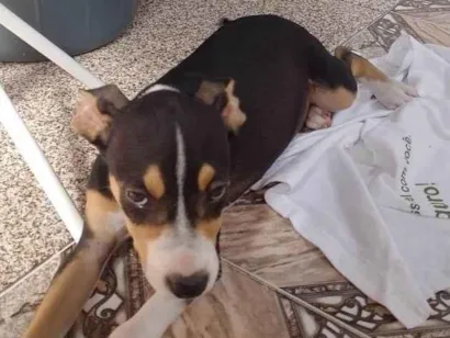 Cachorro raça SRD-ViraLata idade 4 anos nome Cadelinha para doação