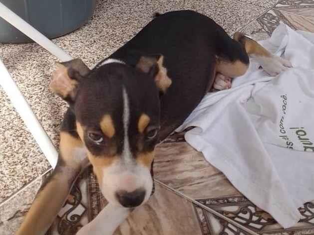 Cachorro raça SRD-ViraLata idade 4 anos nome Cadelinha para doação