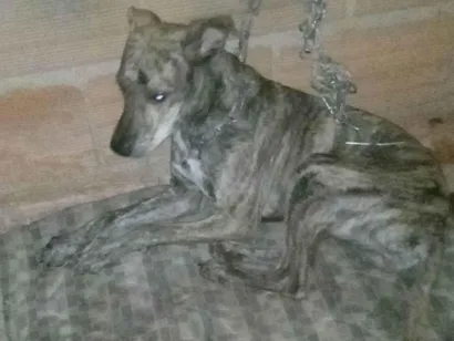 Cachorro raça Labrador idade 7 a 11 meses nome Dorati