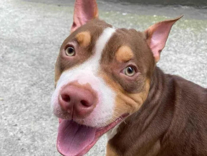 Cachorro raça Pit-Bull idade 1 ano nome Choco