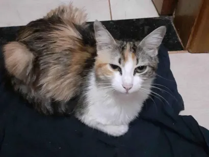 Gato raça Siamês idade 1 ano nome Lili