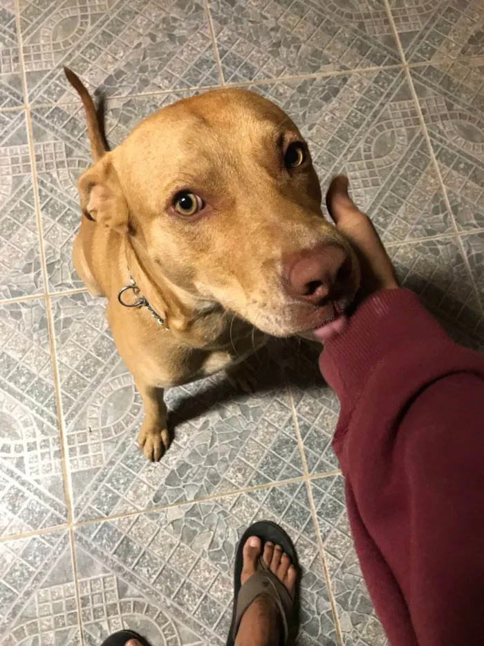 Cachorro raça Pit-Bull idade 6 ou mais anos nome Zeus