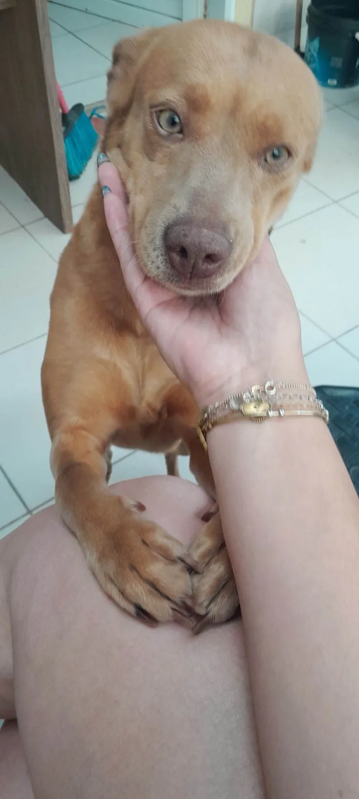 Cachorro raça SRD-ViraLata idade 4 anos nome Jujuba