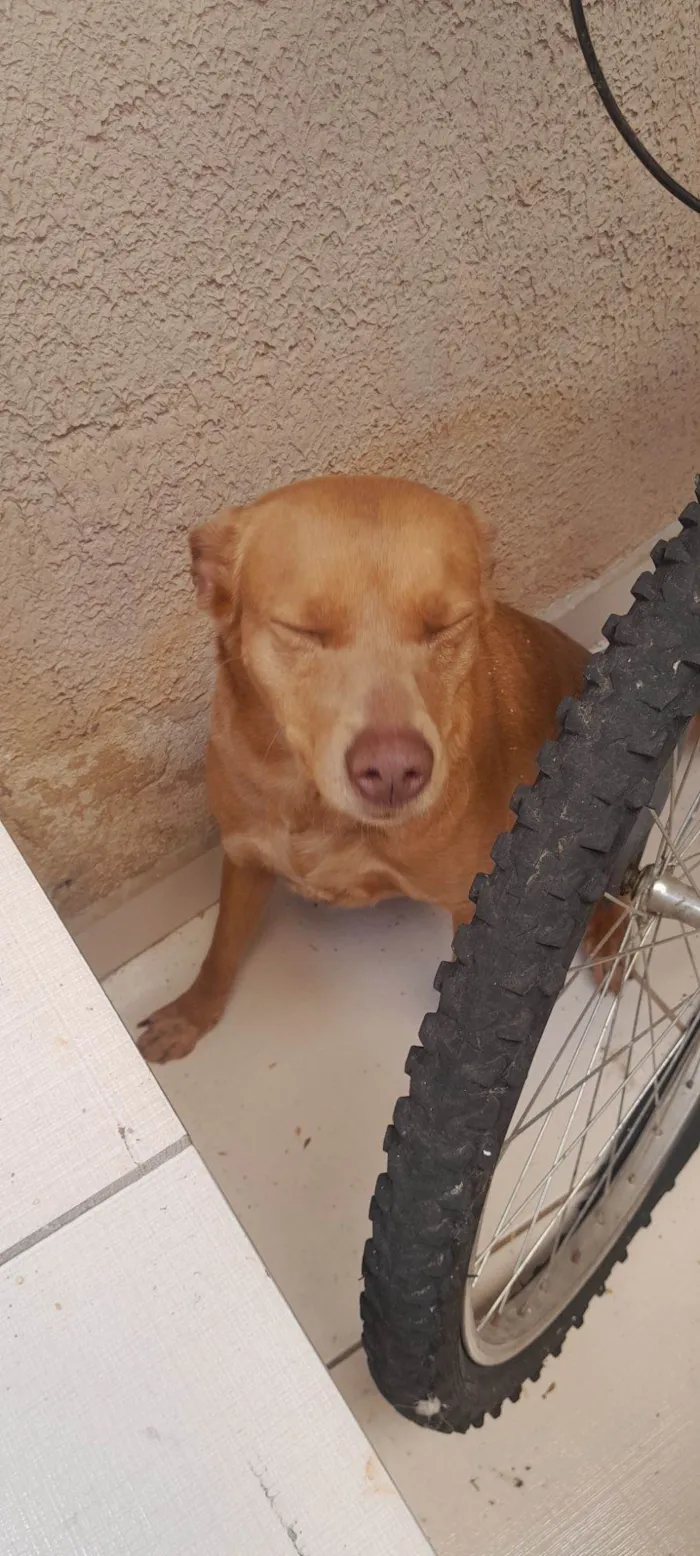 Cachorro raça SRD-ViraLata idade 4 anos nome Jujuba