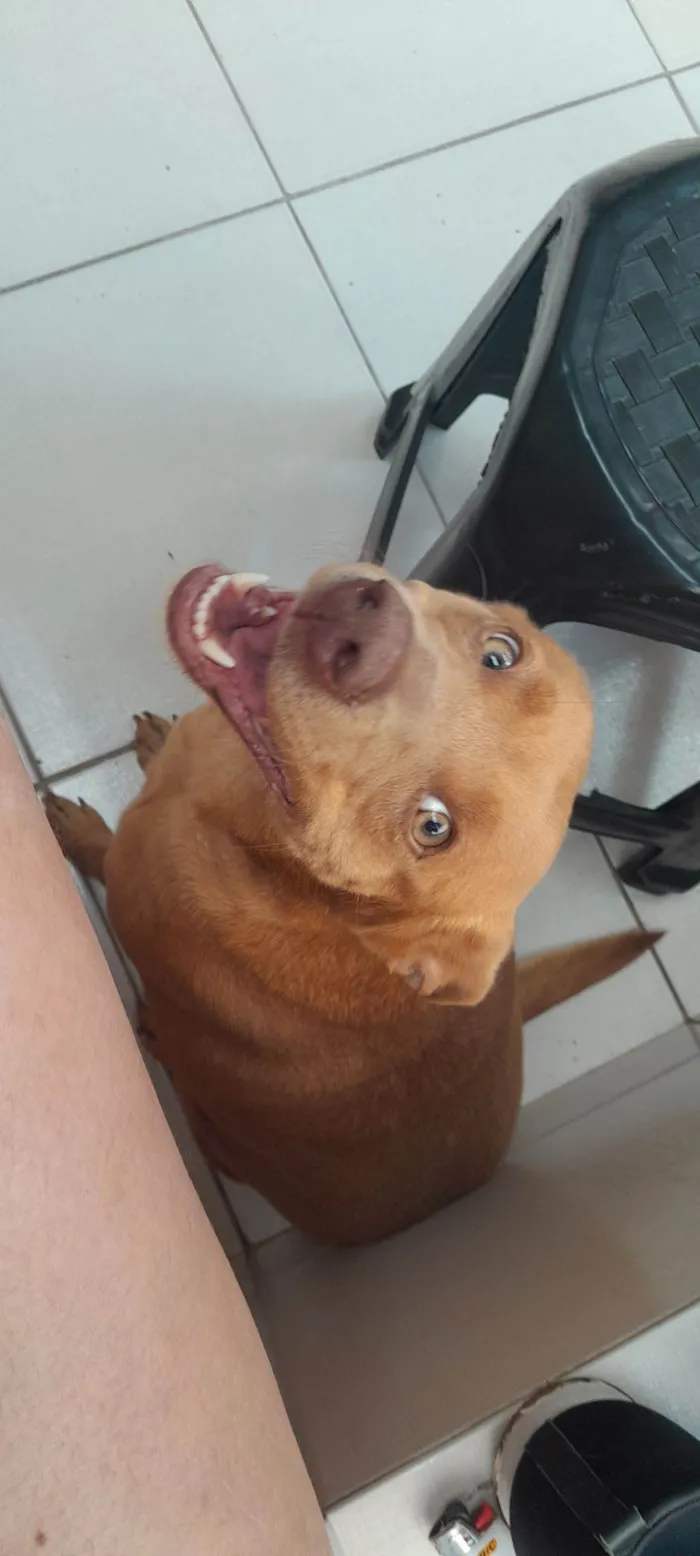 Cachorro raça SRD-ViraLata idade 4 anos nome Jujuba