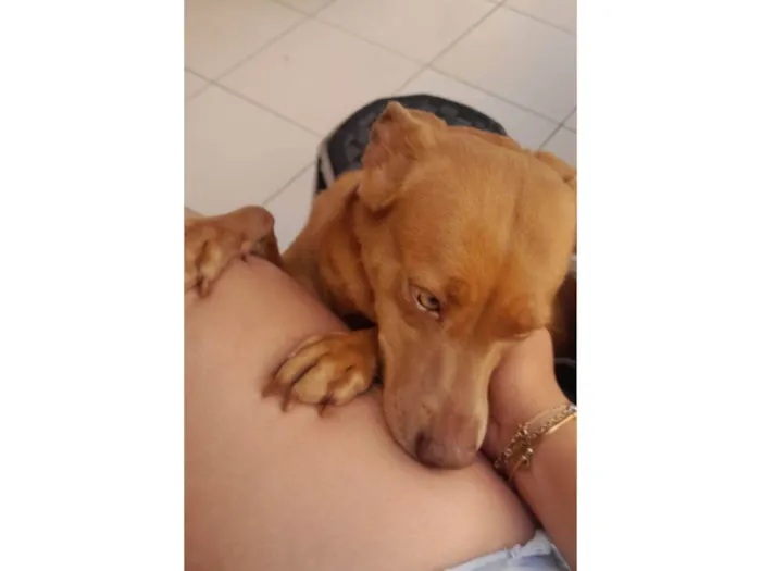 Cachorro raça SRD-ViraLata idade 4 anos nome Jujuba