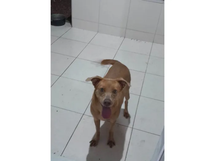 Cachorro raça SRD-ViraLata idade 4 anos nome Jujuba