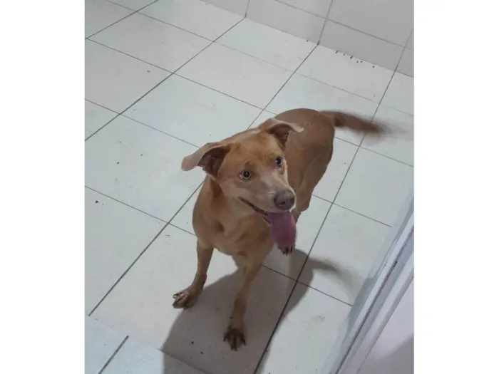 Cachorro raça SRD-ViraLata idade 4 anos nome Jujuba