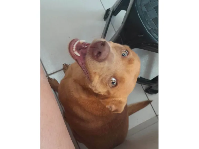 Cachorro raça SRD-ViraLata idade 4 anos nome Jujuba