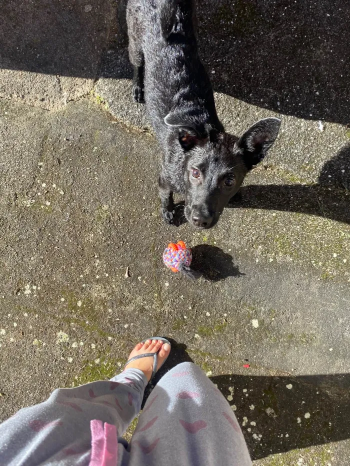 Cachorro raça SRD-ViraLata idade 2 a 6 meses nome Nala 