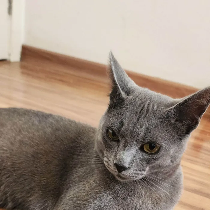 Gato ra a SRD-ViraLata idade 1 ano nome Fumaça