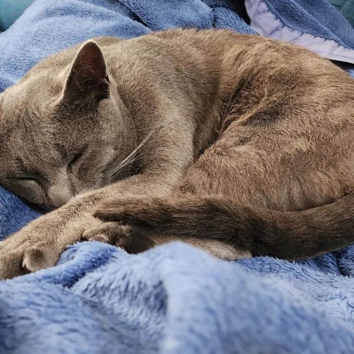 Gato ra a SRD-ViraLata idade 1 ano nome Fumaça