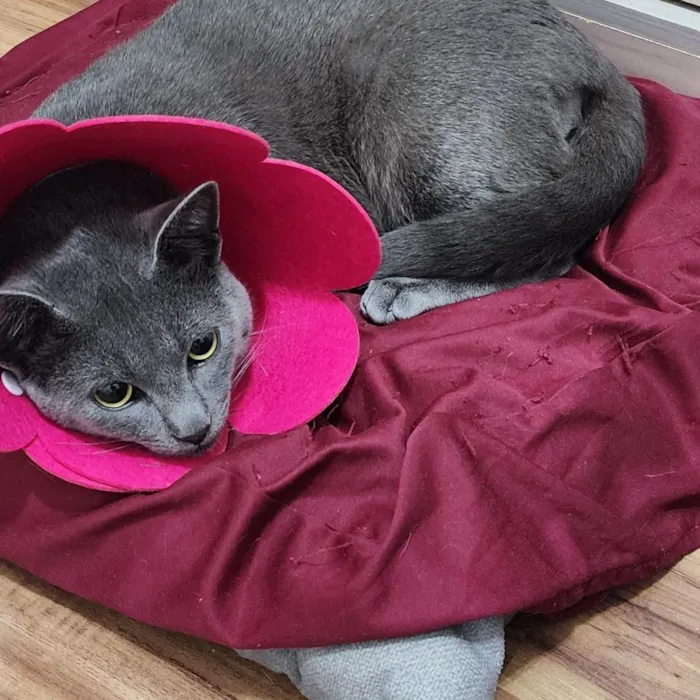 Gato ra a SRD-ViraLata idade 1 ano nome Fumaça