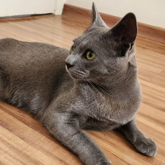 Gato ra a SRD-ViraLata idade 1 ano nome Fumaça