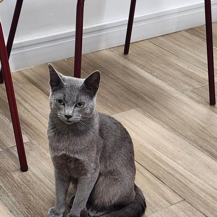 Gato ra a SRD-ViraLata idade 1 ano nome Fumaça