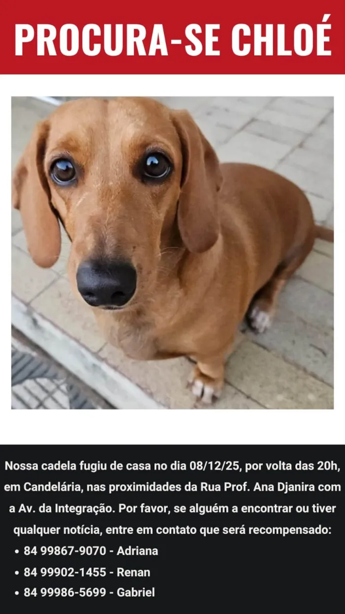 Cachorro raça Basset-Cofap idade 5 anos nome CHLOÉ 