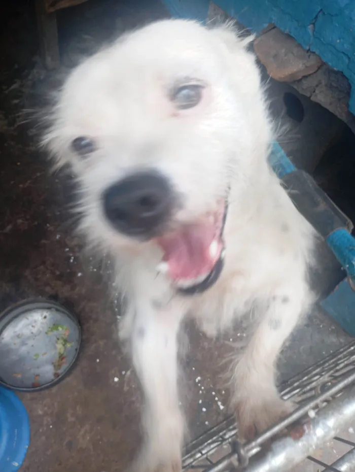 Cachorro raça SRD-ViraLata idade 4 anos nome Scot