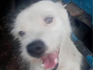 Cachorro raça SRD-ViraLata idade 4 anos nome Scot