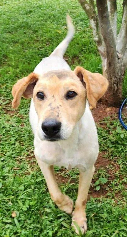 Cachorro raça SRD-ViraLata idade 4 anos nome BASILIO