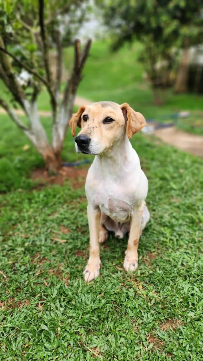 Cachorro raça SRD-ViraLata idade 4 anos nome BASILIO