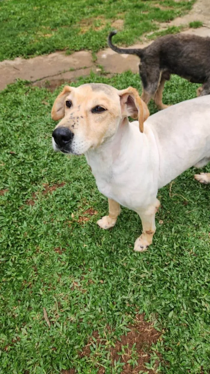 Cachorro raça SRD-ViraLata idade 4 anos nome BASILIO