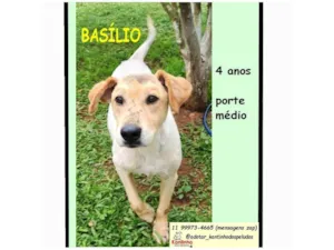 Cachorro raça SRD-ViraLata idade 4 anos nome BASILIO