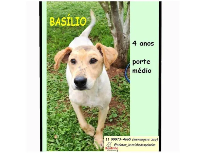 Cachorro raça SRD-ViraLata idade 4 anos nome BASILIO