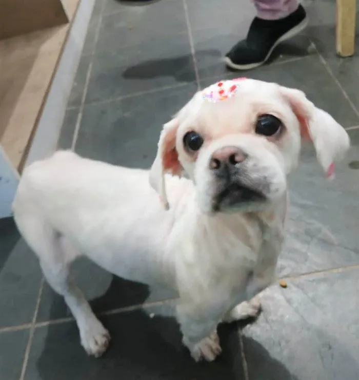 Cachorro raça Lhasa Apso idade 3 anos nome  CHANTILLY