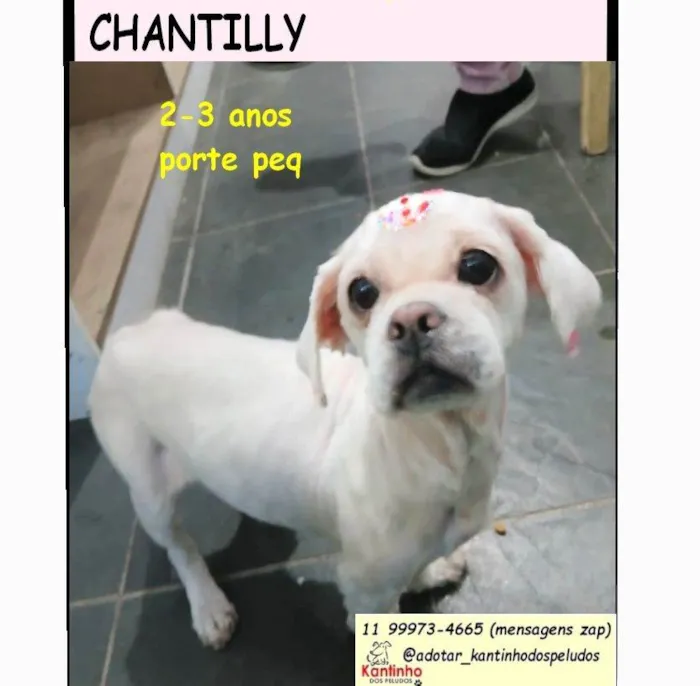 Cachorro raça Lhasa Apso idade 3 anos nome  CHANTILLY