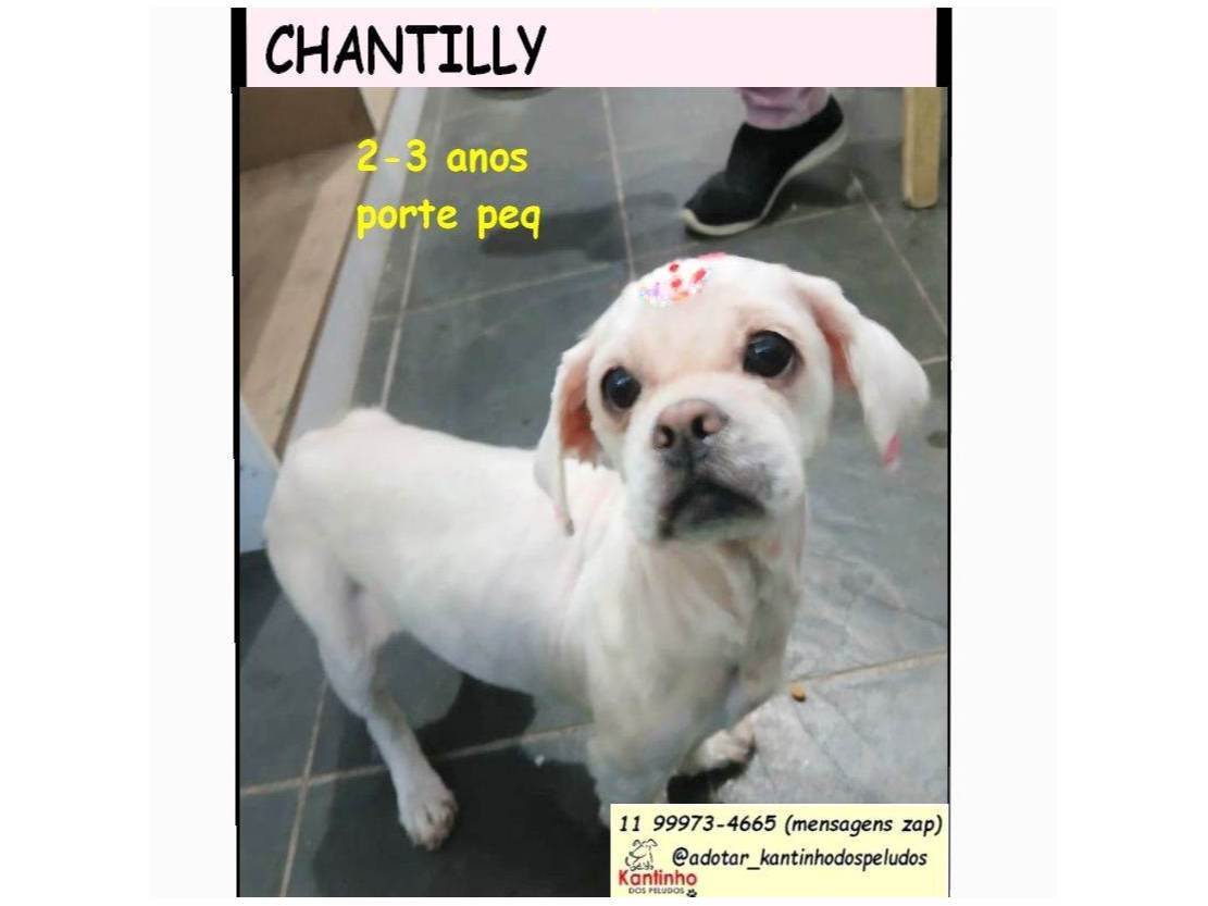 Cachorro raça Lhasa Apso idade 3 anos nome  CHANTILLY