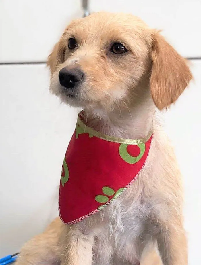 Cachorro raça SRD-ViraLata idade 2 anos nome CREMOSA