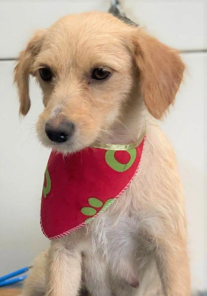 Cachorro raça SRD-ViraLata idade 2 anos nome CREMOSA