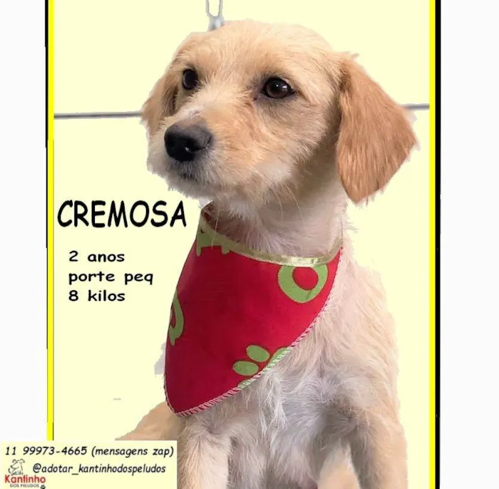 Cachorro raça SRD-ViraLata idade 2 anos nome CREMOSA