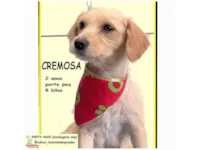 Cachorro raça SRD-ViraLata idade 2 anos nome CREMOSA